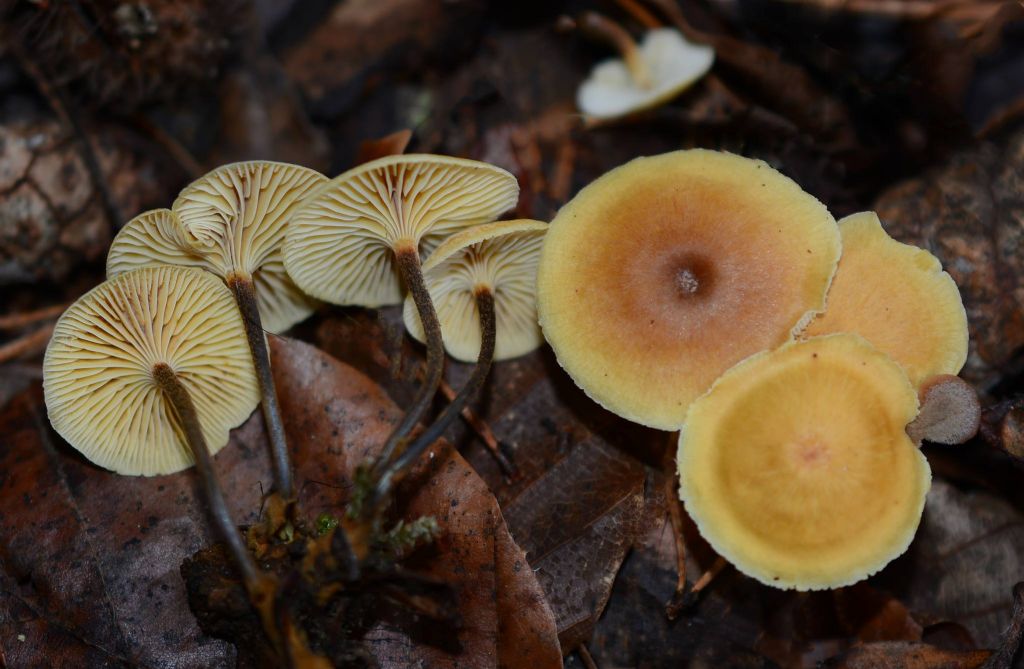 Xeromphalina cauticinalis (Fr.) Khner & Maire